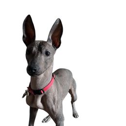 Zyana - Xoloitzcuintli