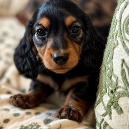 Sequoia - Black and tan male Dachshund puppy in Salem, Oregon from Longdox Mini Dachshunds