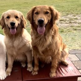 Golden Retrievers from The Farm On Magnolia