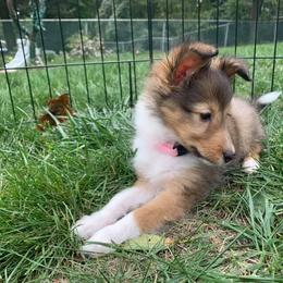 Shetland Sheepdog Puppies from Southern Charm Sheltie’s