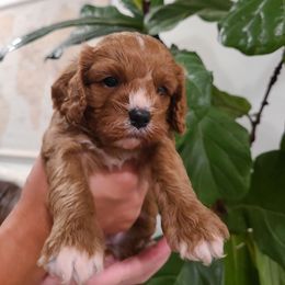 Skye - Apricot Cavapoo puppy in Atmore, Alabama from Gulf Coast Puppies
