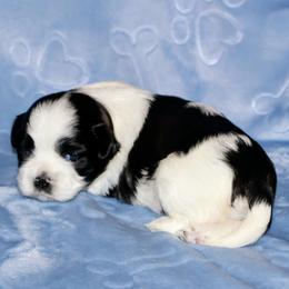Brea - Parti female Lhasa Apso puppy in Hillsboro, Oregon from Luv-N-Laughter Lhasa Apsos