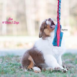 Sisu - Red tri-color female Australian Shepherd puppy in Woodford, Virginia from Skyborne Australian Shepherds