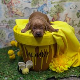 Pooh - Red  male Goldendoodle puppy in Williamson, New York from Lakeside Doodles