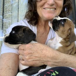 Boxer Puppies from Black Canyon Boxers