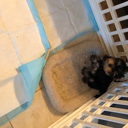 Yorkshire Terrier Puppies from Posh Paws Kennel