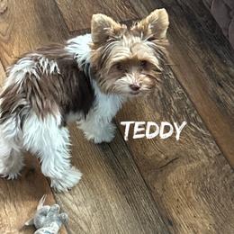 Teddy - Yorkshire Terrier