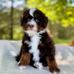 Blue - Tri-color male Bernedoodle puppy in Hesperia, Michigan from Red Acres Poodles & Doodles