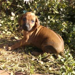 Bandit - Rd whtn blk nose male Rhodesian Ridgeback puppy in Carney, Oklahoma from River Run Parson Russell terriers & River Run Ridgebacks