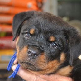 Boy 3 - male Rottweiler puppy in Dawson Springs, Kentucky from Lakeview Rottweilers