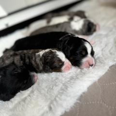 Australian Mountain Doodle and Bernedoodle Puppies from Boxwood Doodles