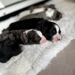 Australian Mountain Doodle and Bernedoodle Puppies from Boxwood Doodles