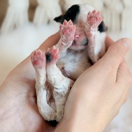 Stampede - Parti female Poodle puppy in Hartwell, Georgia from Lake Hartwell Standard Poodles
