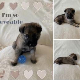 German Shepherd Puppies from Devon Rugerio's German Shepherds