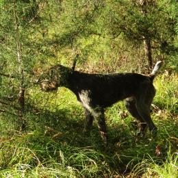 Gidget - Liver female German Wirehaired Pointer puppy in Montgomery County, Alabama from Idawire GWPs