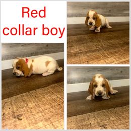 Girl 2 - Mahogany and white male Basset Hound puppy in Tahlequah, Oklahoma from HNH Hounds