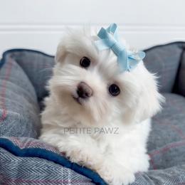 Jack - White male Maltese puppy in Tampa, Florida from Petite Pawz