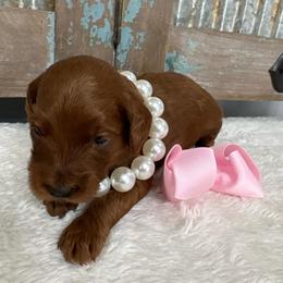 Cinderella - Red  female Goldendoodle puppy in Calico Rock, Arkansas from Cottrell’s Poodles & Doodles