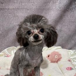 Peanut - Gray male Poodle puppy in San Diego, Temecula, Ontario, California from Yorkie & Maltese Royalty