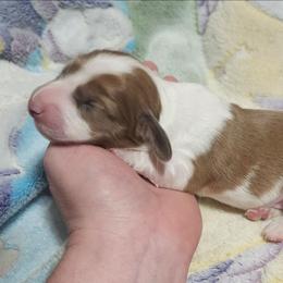CKC cream dapple piebald girl - Dapple female Dachshund puppy in Springdale, Washington from TNT MINI DACHSHUNDS