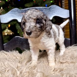 Blue - Blue merle female Bernedoodle puppy in Tyner, Kentucky from Good Dog Doodles