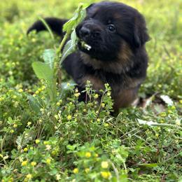German Shepherd Puppies from Vom Hausgladfel