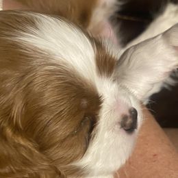 Acadia - Blenheim Cavalier King Charles Spaniel puppy in Sandy, Utah from Wasatch Cavaliers