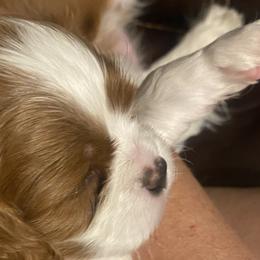 Acadia - Blenheim Cavalier King Charles Spaniel puppy in Sandy, Utah from Wasatch Cavaliers