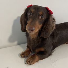 GLIZZIE - Dachshund