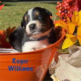 Roger Williams - Tri-color male Border Collie puppy in Coventry, Rhode Island from Michelle's Border Collies