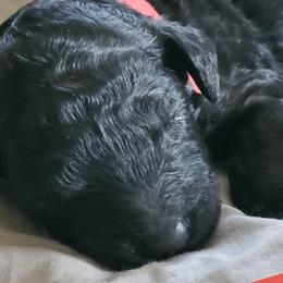 Babs - Poodle puppy in Lebanon, Ohio from Lucky's Legacy