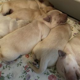 Golden Retriever Puppies from Sweeter Than Honey Golden Retrievers, LLC.