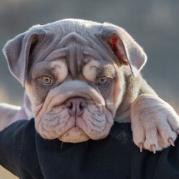 Boy 1 - Bulldog puppy from Badger Canyon bulldogs