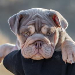 Boy 1 - Bulldog puppy from Badger Canyon bulldogs