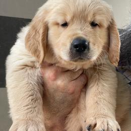 Green collar male of Venus - Golden male Golden Retriever puppy in Yucaipa, California from Blessed Goldens
