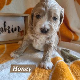Honey - Buff and white female Cockapoo puppy in Rutherford County, North Carolina from Simply Grace Farms