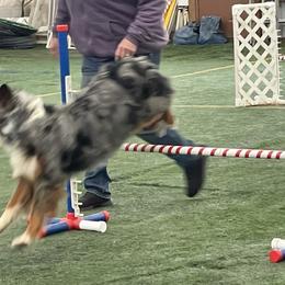 Mercy - Australian Shepherd