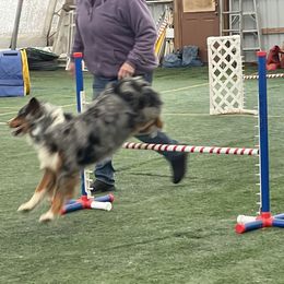 Mercy - Australian Shepherd