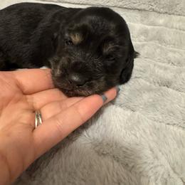 Jon - Black and cream male Dachshund puppy in Avinger, Texas from Lone Star Longhair Dachshunds