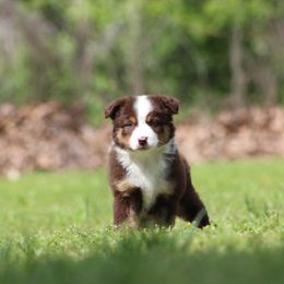 Miniature Australian Shepherd and Toy Australian Shepherd Puppies from Rocky Hill Aussies