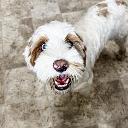 Jewels - Australian Labradoodle