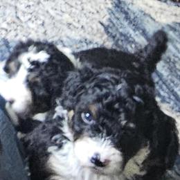 Bernedoodle Puppies from Joyful Pastures Homestead