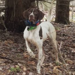 German Longhaired Pointers from Doug's Pups