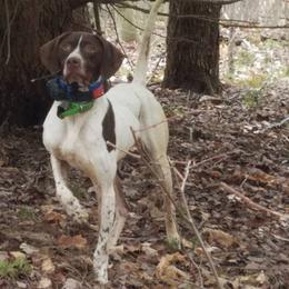 German Longhaired Pointers from Doug's Pups