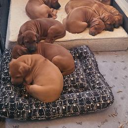 Rhodesian Ridgeback Puppies from Zenkosi Ridgebacks