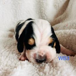 WB3 - Black brown and white male Basset Hound puppy in Britton, South Dakota from K&S Canines