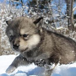 Alaskan Malamute Puppies from New River Valley Malamutes