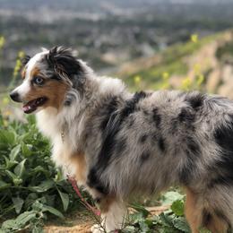 Leila - Toy Australian Shepherd