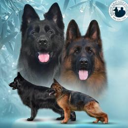 German Shepherd puppies from Vom Broward Haus