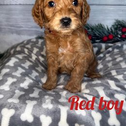 Boy 1 - Red  Goldendoodle puppy in Modesto, California from Two Doods Doodles